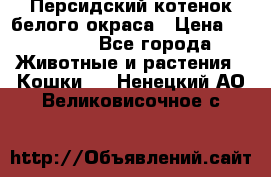 Персидский котенок белого окраса › Цена ­ 35 000 - Все города Животные и растения » Кошки   . Ненецкий АО,Великовисочное с.